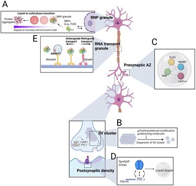 Neuronal biomolecular condensates and their implications in neurodegenerative diseases